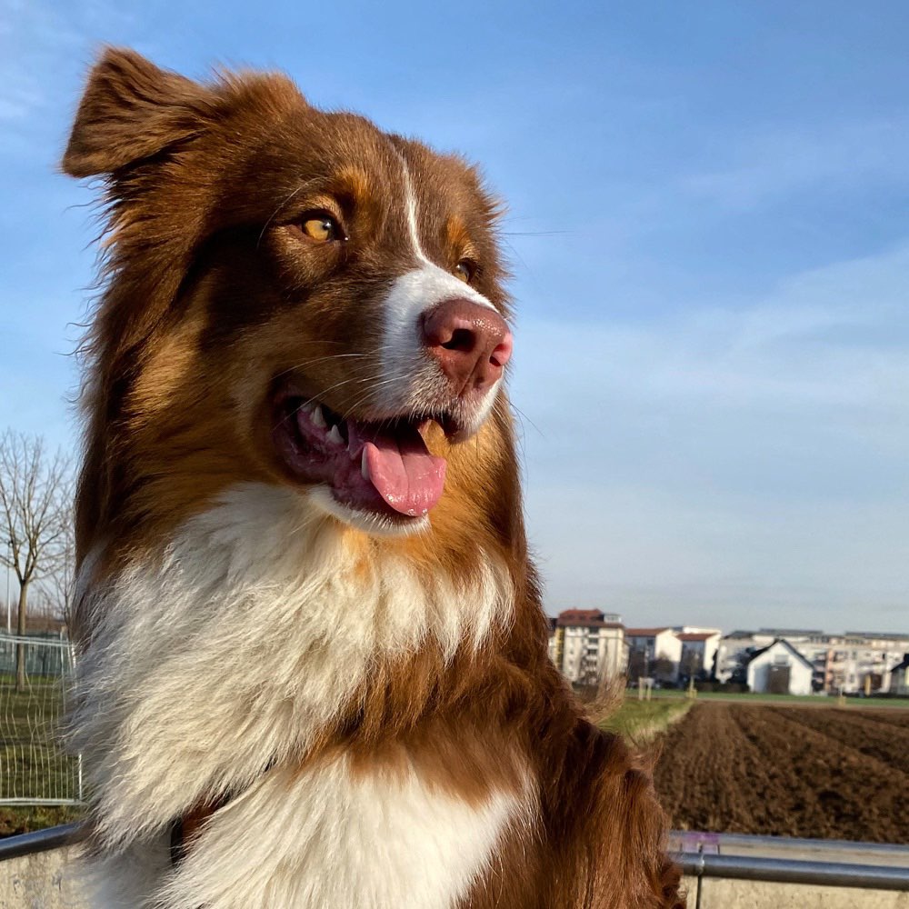 Hundetreffen-Spieltreffen und Gassirunde-Profilbild