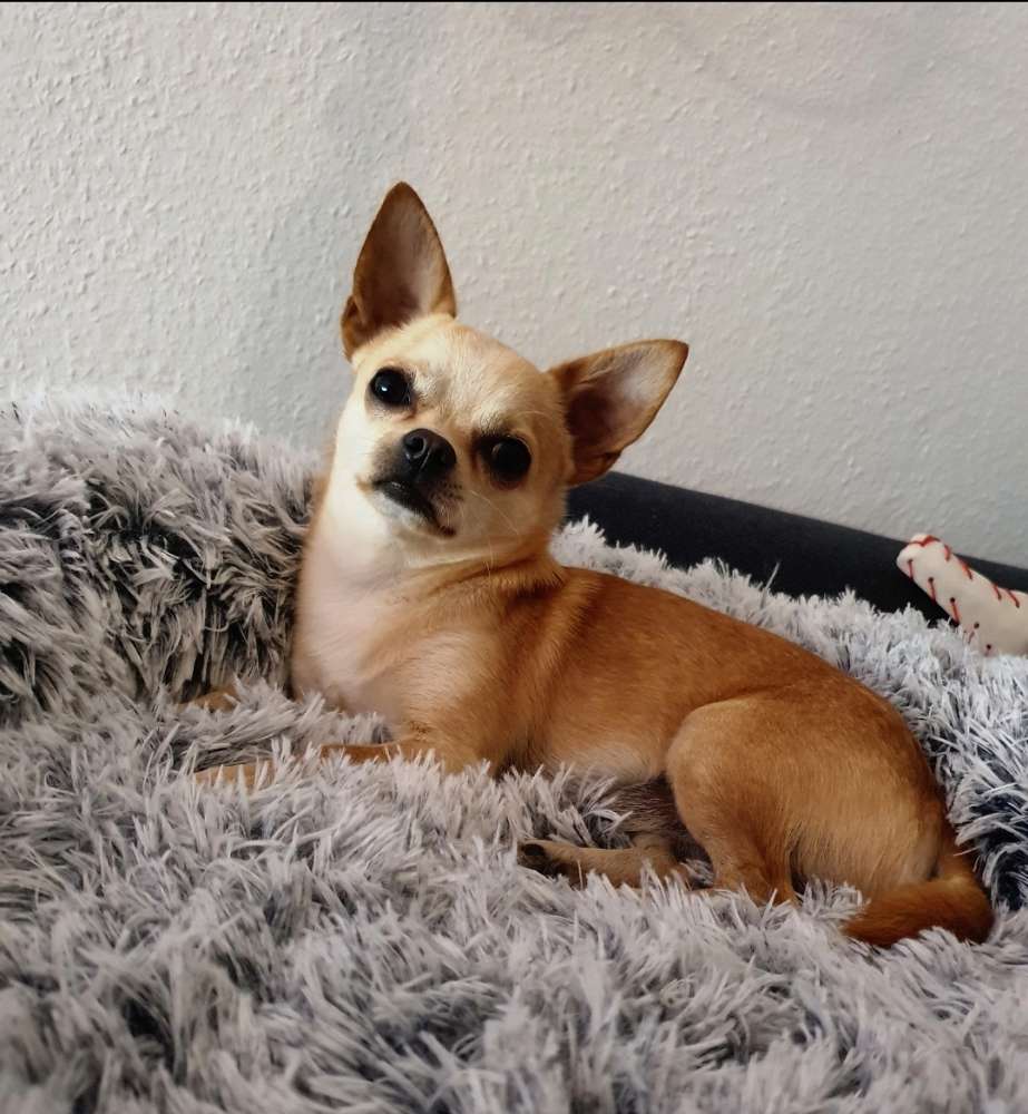 Hundetreffen-Gassi Runde ♡-Profilbild