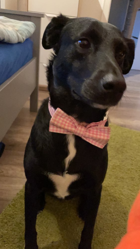 Hundetreffen-Wald- & Wiesenspaziergänge-Profilbild