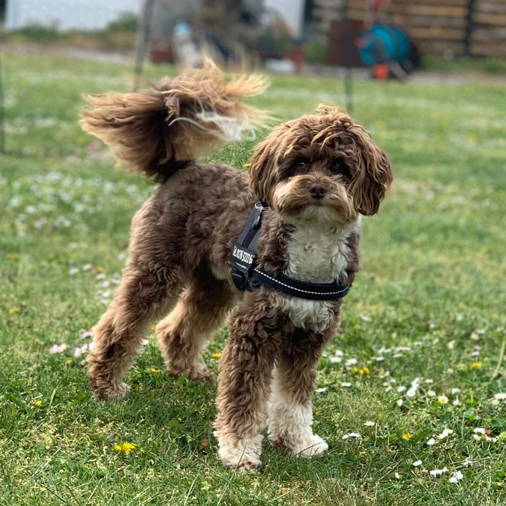 Hundetreffen-Spiel- und Gassirunde (kleine Hunde)-Profilbild