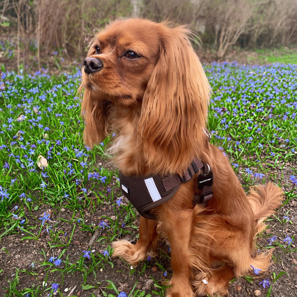 Hundetreffen-Hunderunde-Profilbild