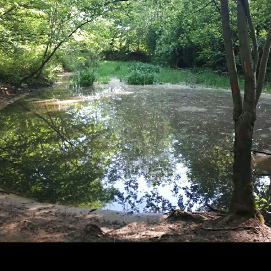 Hundetreffen-hohenhorster wald recklinghausen-Profilbild