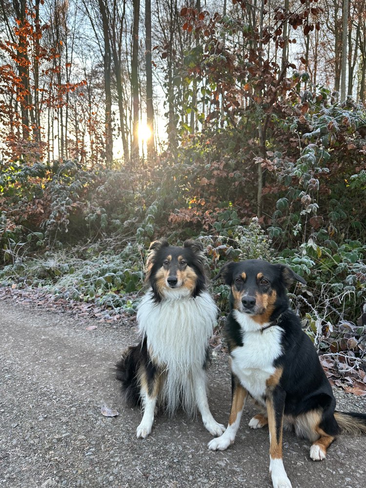 Hundetreffen-Spielen & Social Walk-Profilbild