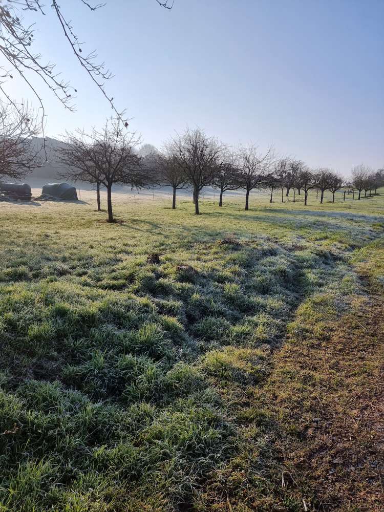 Giftköder-Köder in Fallen-Profilbild