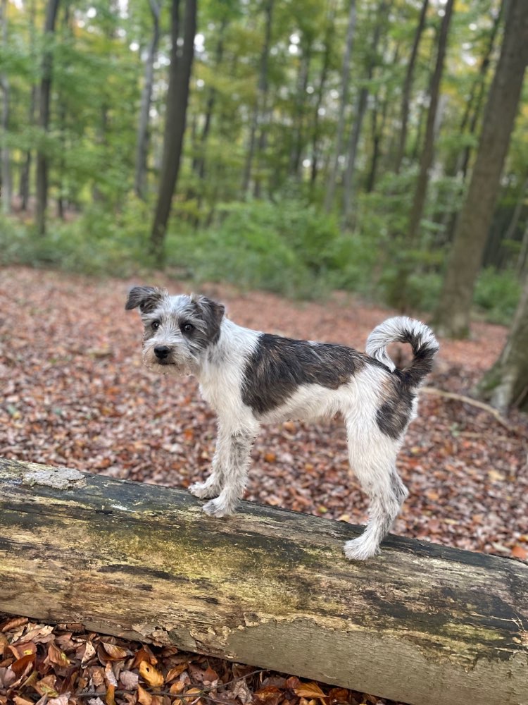 Hundetreffen-Spazieren gehen rund um Springe-Profilbild