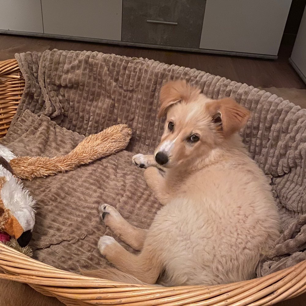 Hundetreffen-Welpen 🐶 Treffen-Profilbild