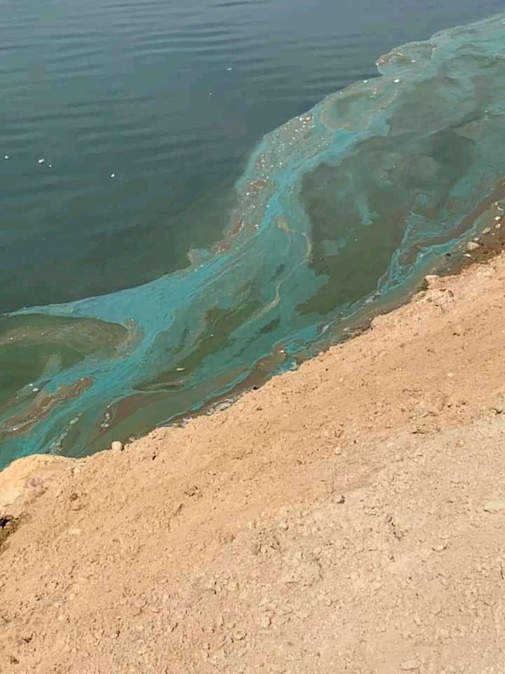 Giftköder-Blaualgen-Profilbild