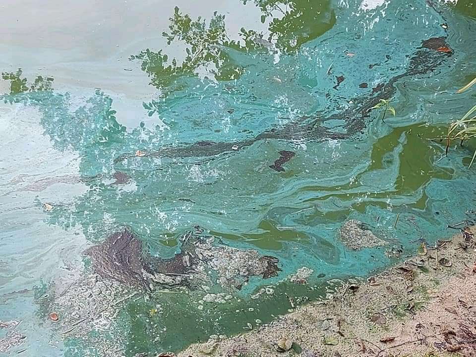 Giftköder-Blaualgen-Profilbild