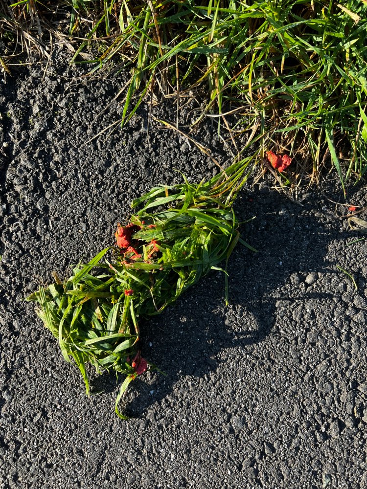 Giftköder-Grasbüschel mit Leberwurst ?-Profilbild