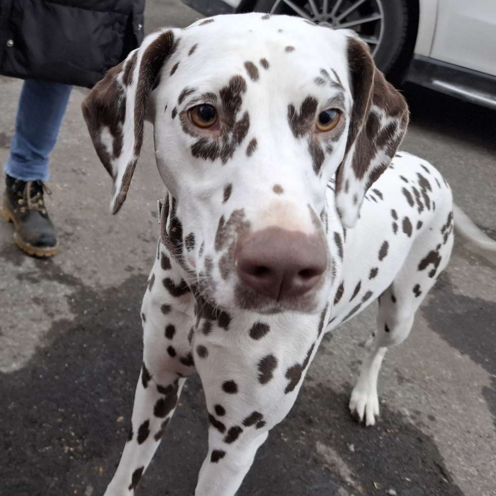 Hundetreffen-Regelmässige Gassirunde-Profilbild