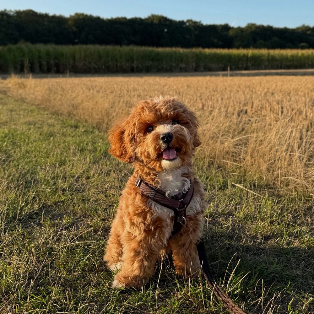 Hundetreffen-Gassi Partner-Profilbild