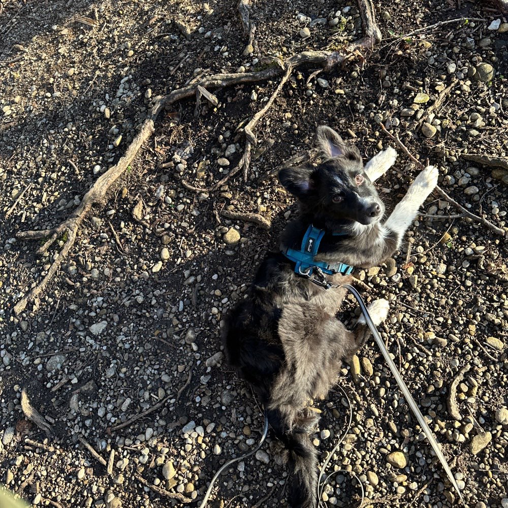 Hundetreffen-Trainings Partner gesucht-Profilbild