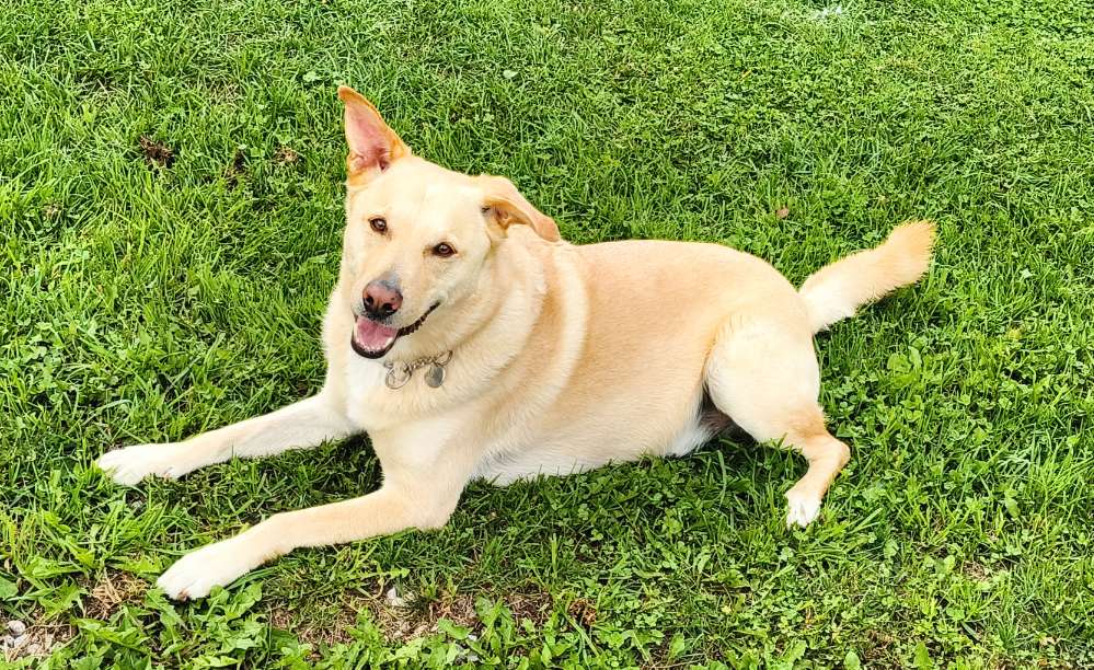 Hundetreffen-Bailey sucht Gassipartner-Profilbild
