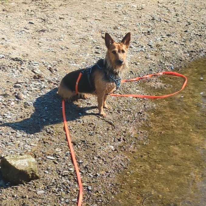 Hundetreffen-Nadel im Heuhaufen gesucht-Profilbild