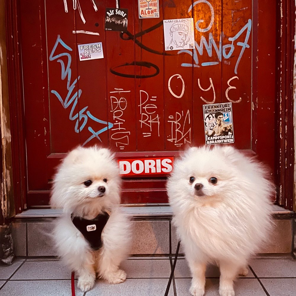 Hundetreffen-Zwergspitz-Profilbild