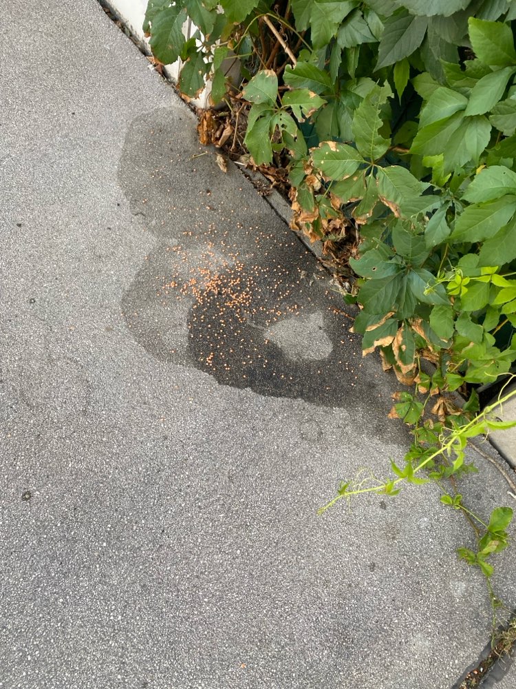 Giftköder-Seltsame orangene Körner-Profilbild