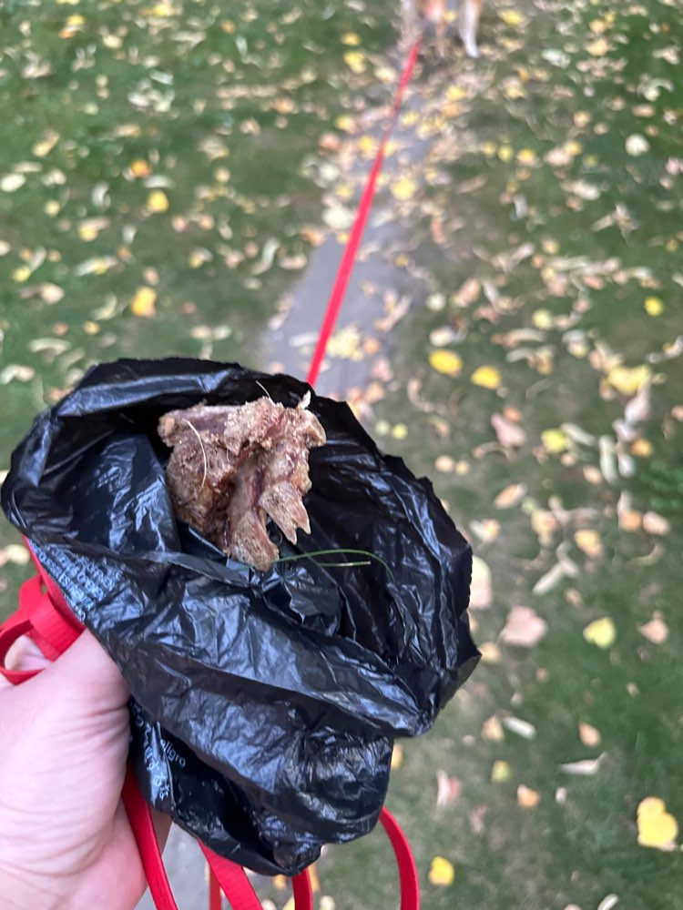 Giftköder-Eventuell Knochen-Profilbild