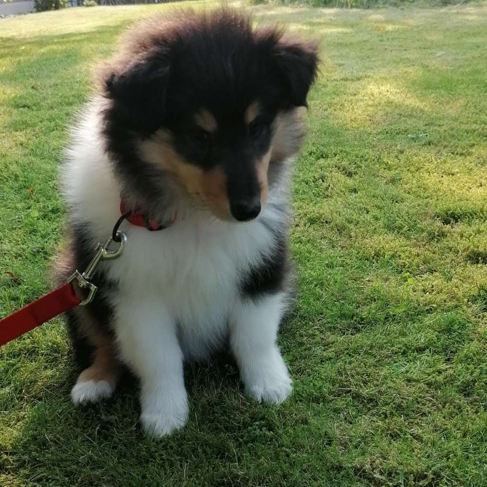 Hundetreffen-Welpentreff in Ense-Profilbild