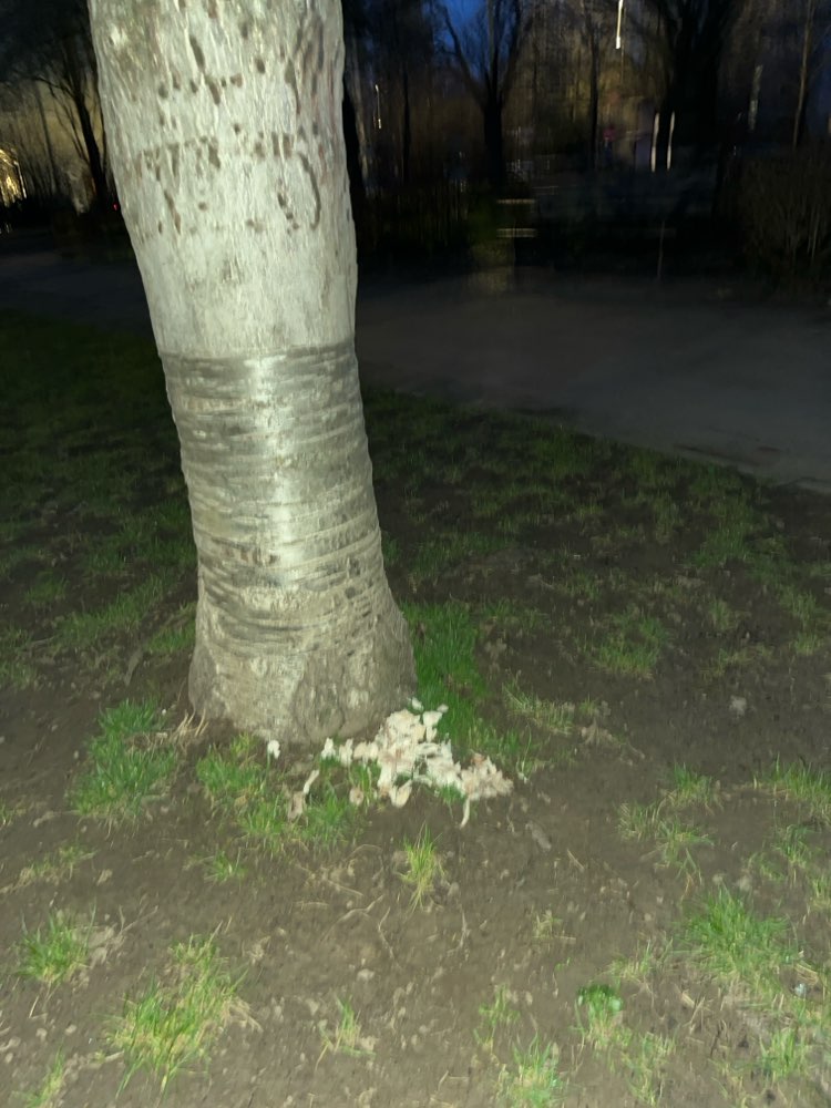 Giftköder-Möglicherweise Giftköder-Profilbild