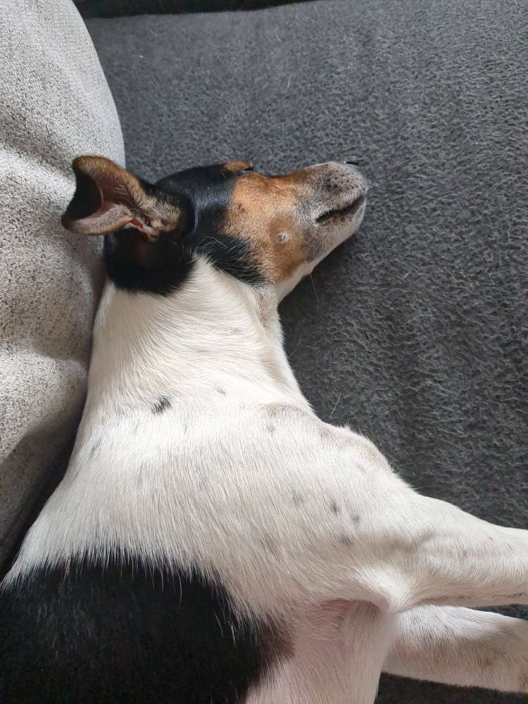 Hundetreffen-Gemeinsame Gassirunde-Profilbild