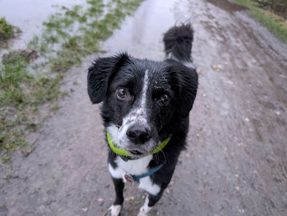 Hundetreffen-Gassigänger im Partnertausch-Profilbild