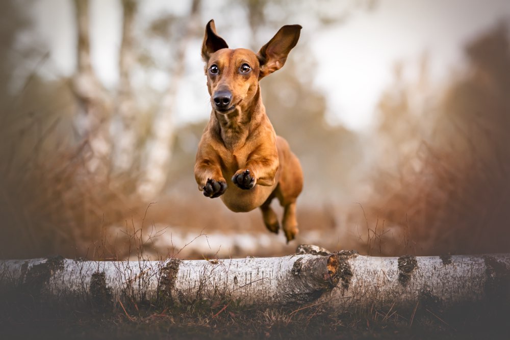 Hundetreffen-Treffen in Münster-Profilbild