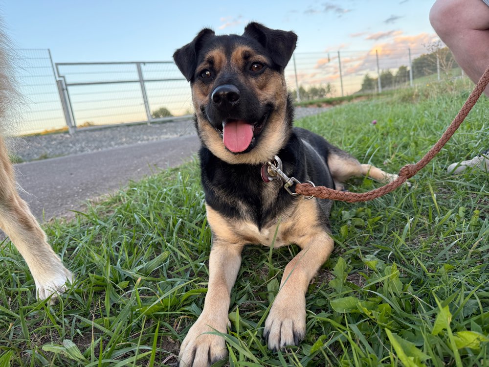 Hundetreffen-Gemeinsames spazieren gehen/ Training-Profilbild