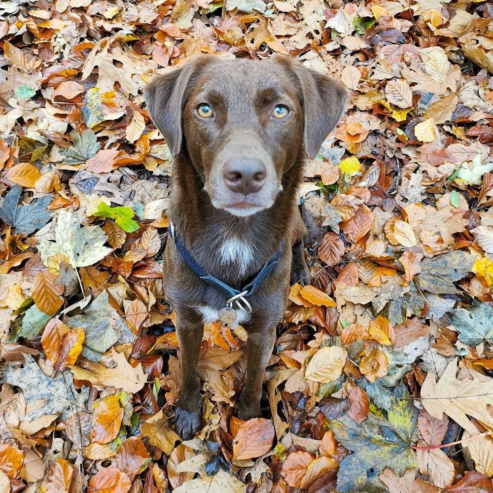 Hundetreffen-Spazierpartner Gerresheim / Grafenberger Wald-Profilbild
