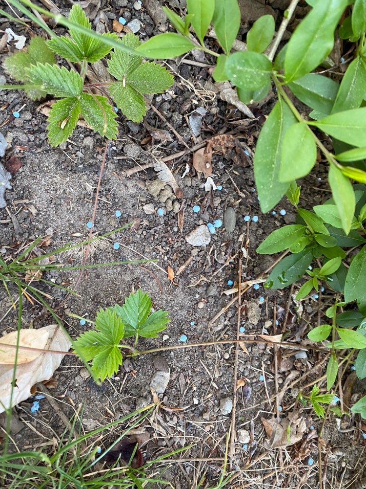 Giftköder-Blaudünger/Blaukorn-Profilbild