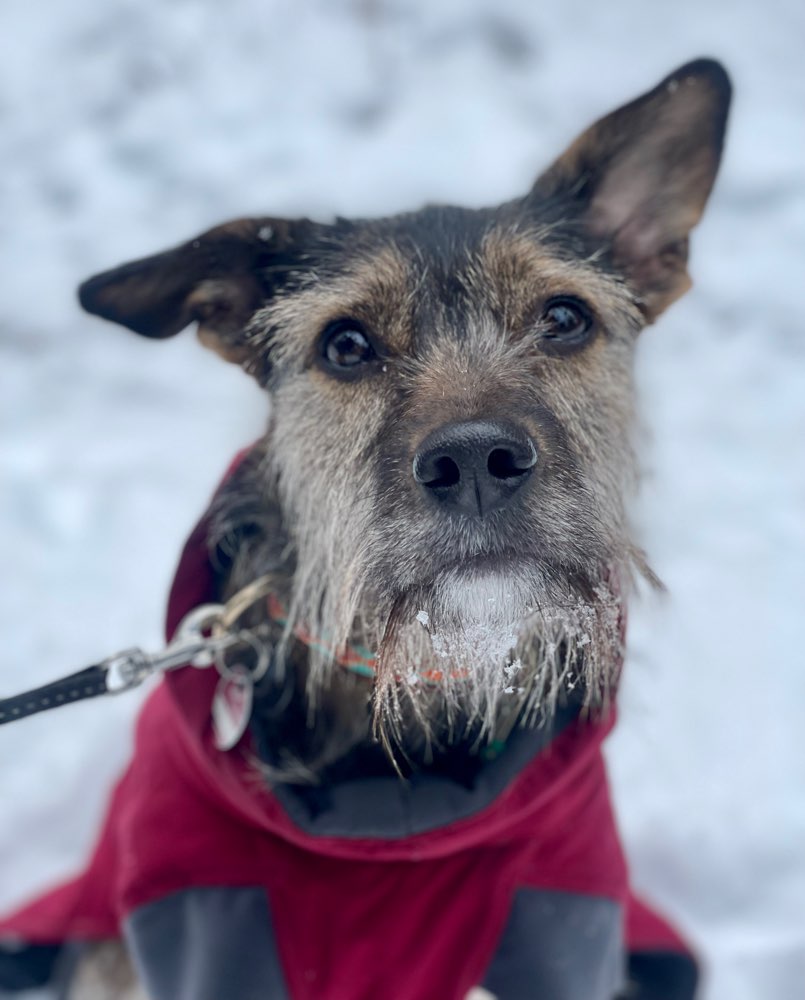 Hundetreffen-Hundegruppe zum Gassigehen-Profilbild
