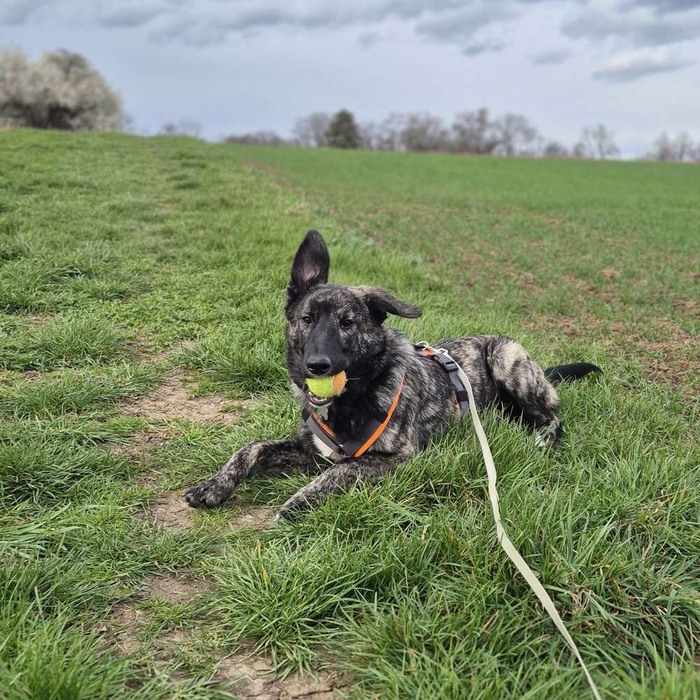 Hundetreffen-Suchen Spielgefährten :)-Profilbild