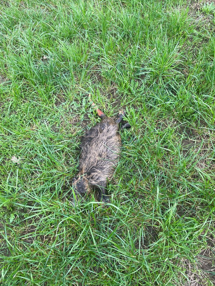 Giftköder-Tote Bisamratte-Profilbild