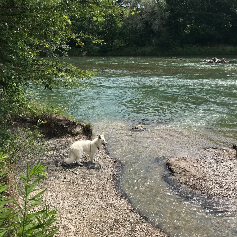 Hundetreffen-Play date for shepherds or larger breeds with high energy-Profilbild