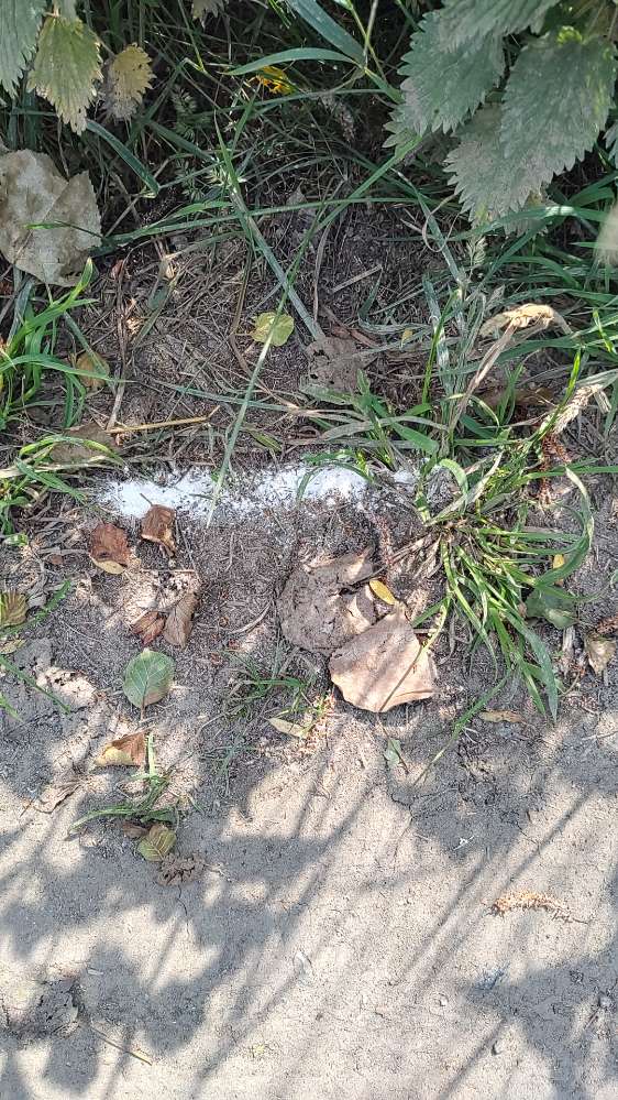 Giftköder-Weißes Pulver an Feldweg & Herzogsbergen-Profilbild