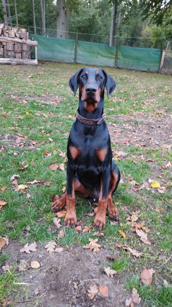 Hundetreffen-Spiel und Spaßrunde-Profilbild