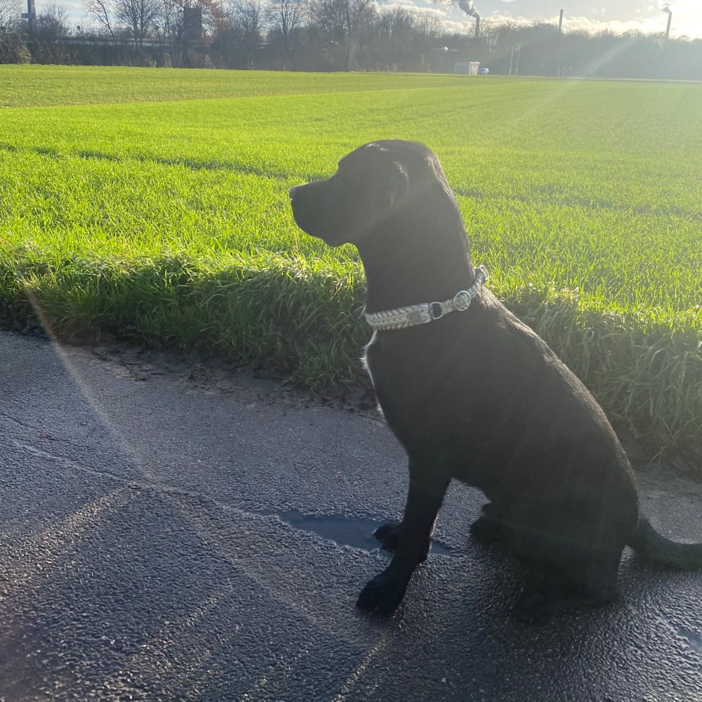 Hundetreffen-Spielfreund gesucht! 🐶♥️-Profilbild