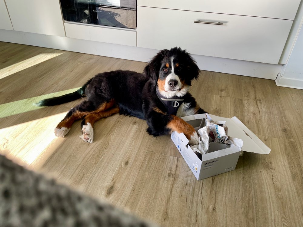 Hundetreffen-Gisela-Bruni sucht Spielfreunde-Profilbild