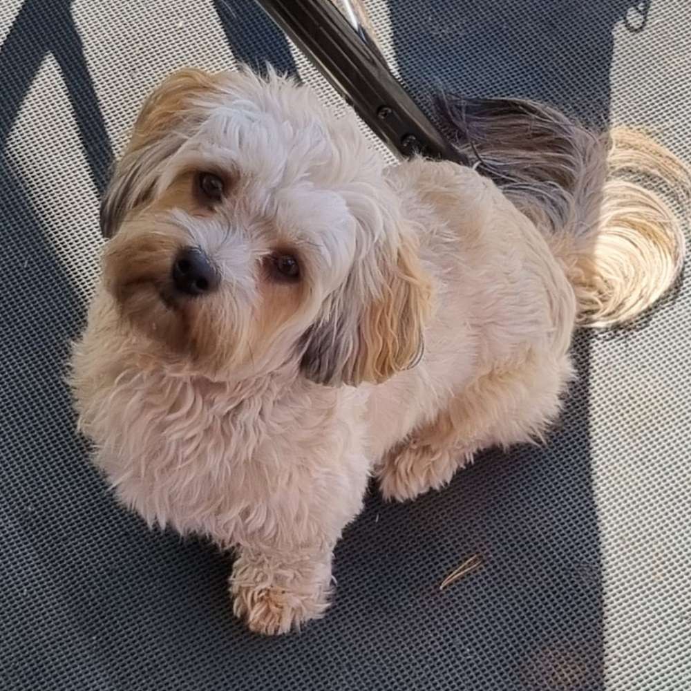 Hundetreffen-Gassirundenbegleitung oder Spielkameraden gesucht-Profilbild