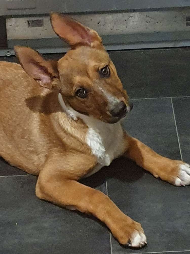 Hundetreffen-Welpen spiel treffen-Profilbild