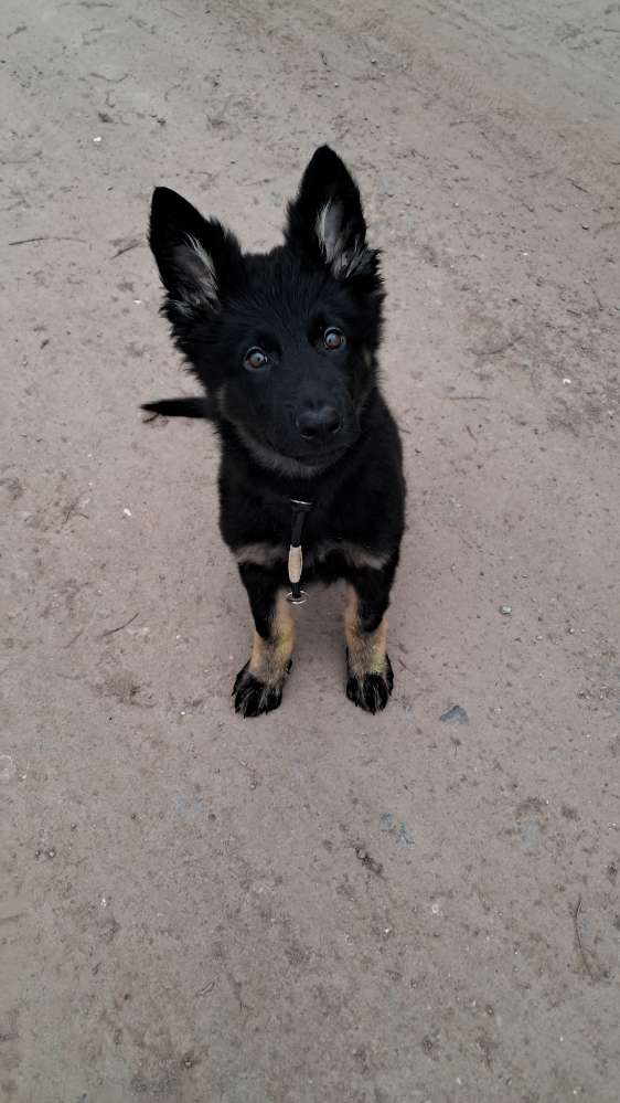 Hundetreffen-Welpen treffen-Profilbild