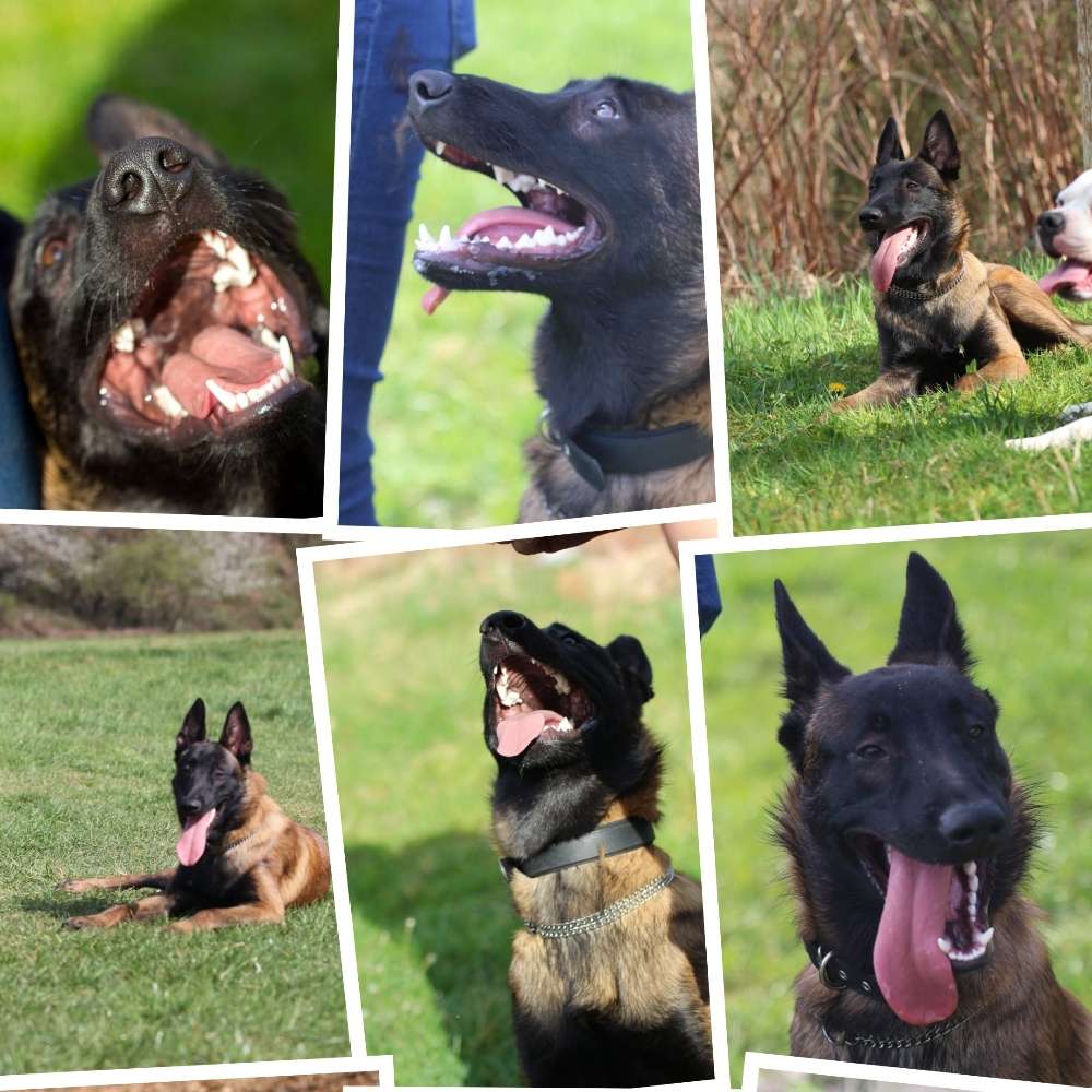 Hundetreffen-Gassi/Spiel und Lern treffen-Profilbild