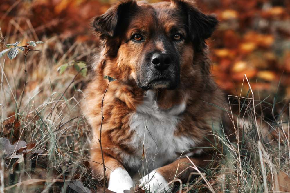 Hundetreffen-Trainingspartner gesucht-Profilbild