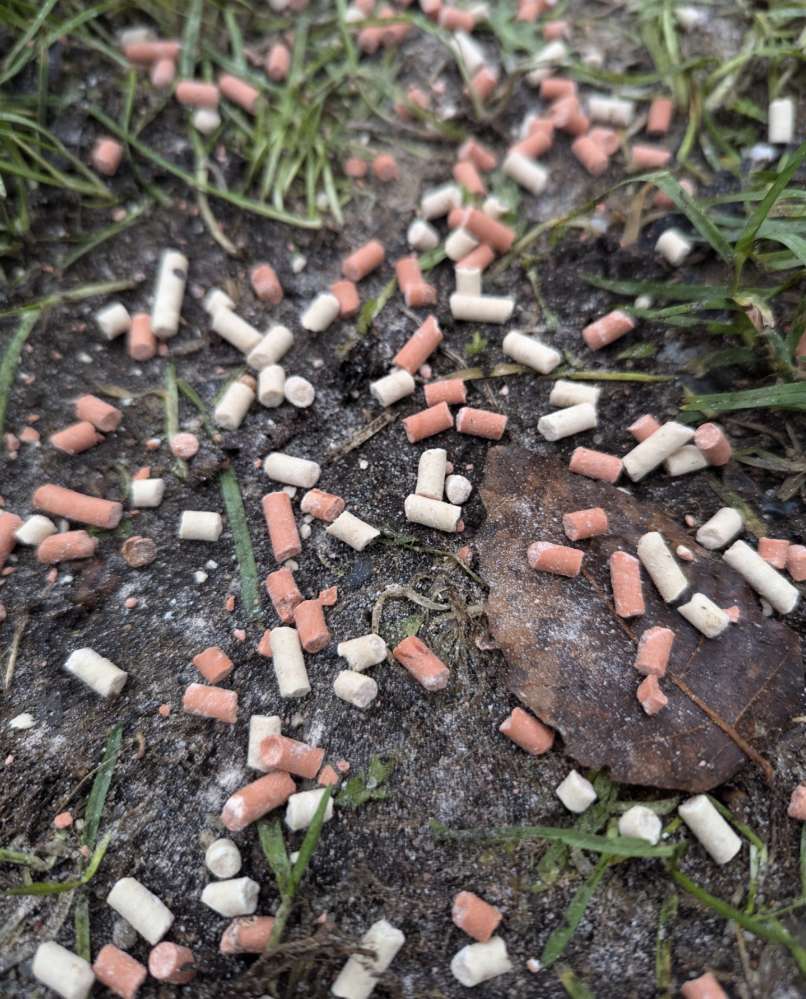 Giftköder-Granulat rot weiß, Rattengift-Profilbild