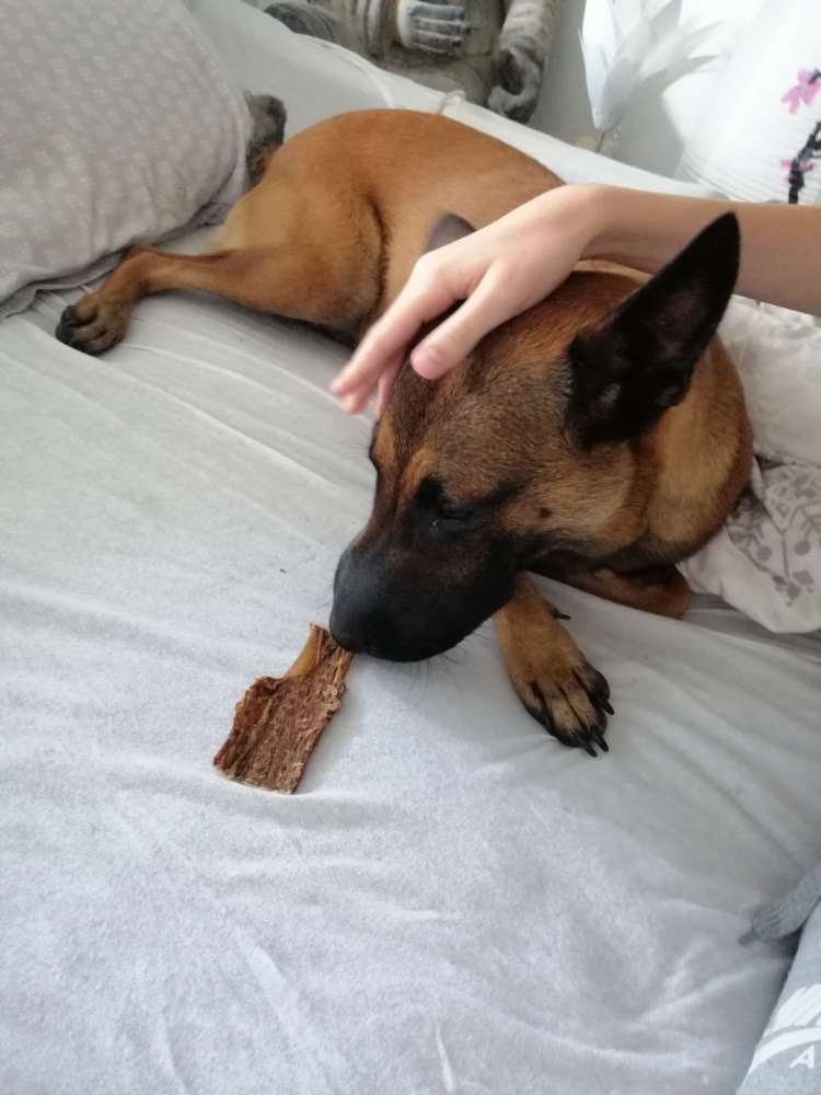 Giftköder-Allergische Reaktion-Profilbild