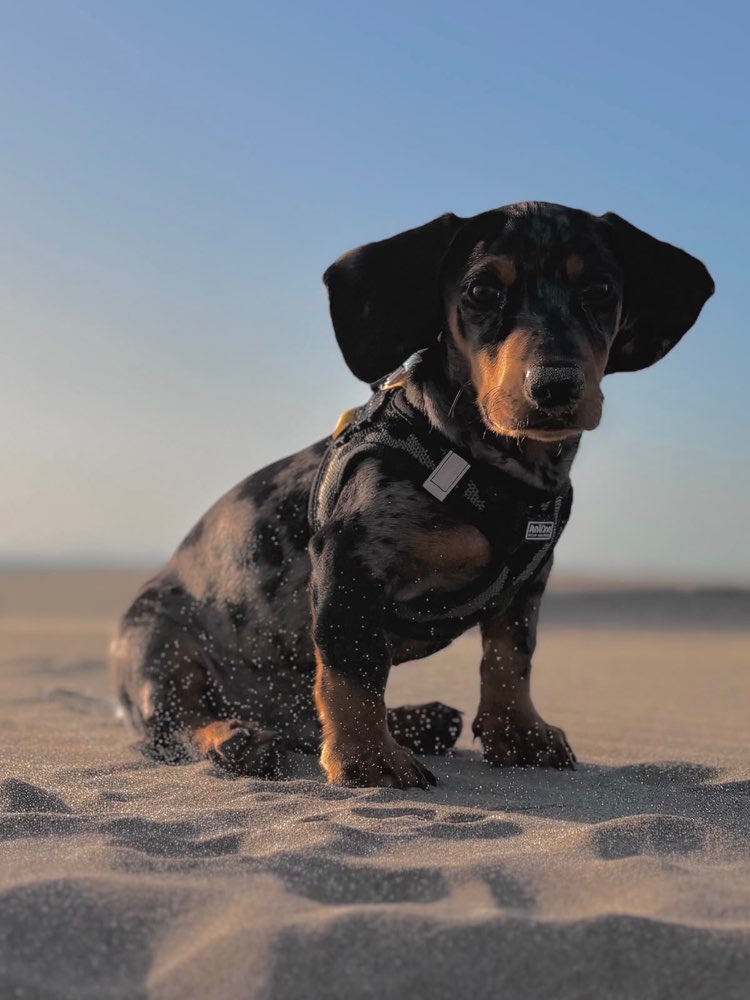 Hundetreffen-Spielrunde-Profilbild