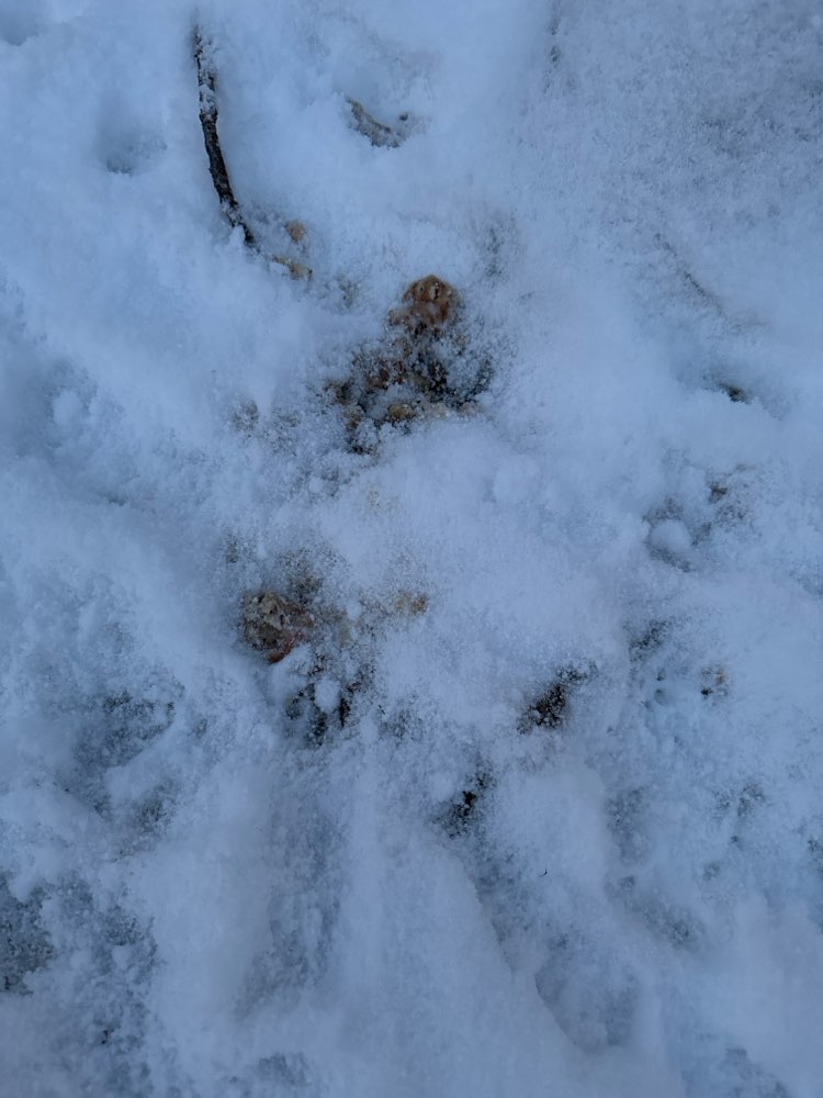 Giftköder-Komisches Zeug am Baum auf Wiese-Profilbild
