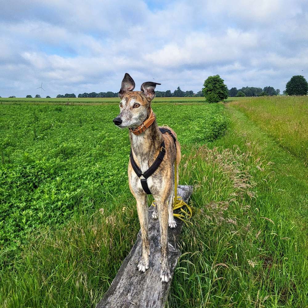 Hundetreffen-Gemeinsam Hunderunden 🐾-Profilbild
