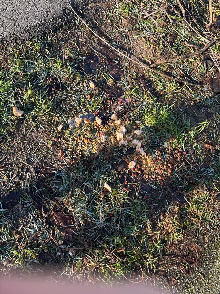 Giftköder-Katzenfutter (ggf. Giftköder)-Profilbild