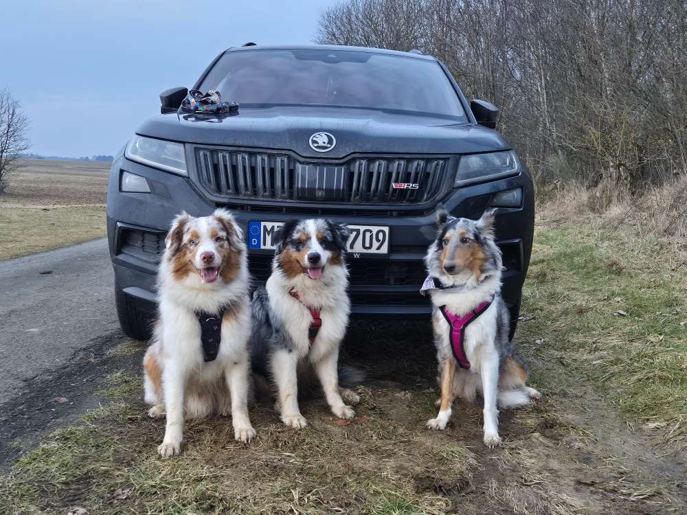 Hundetreffen-Gassi gehen und Hundekumpel-Profilbild