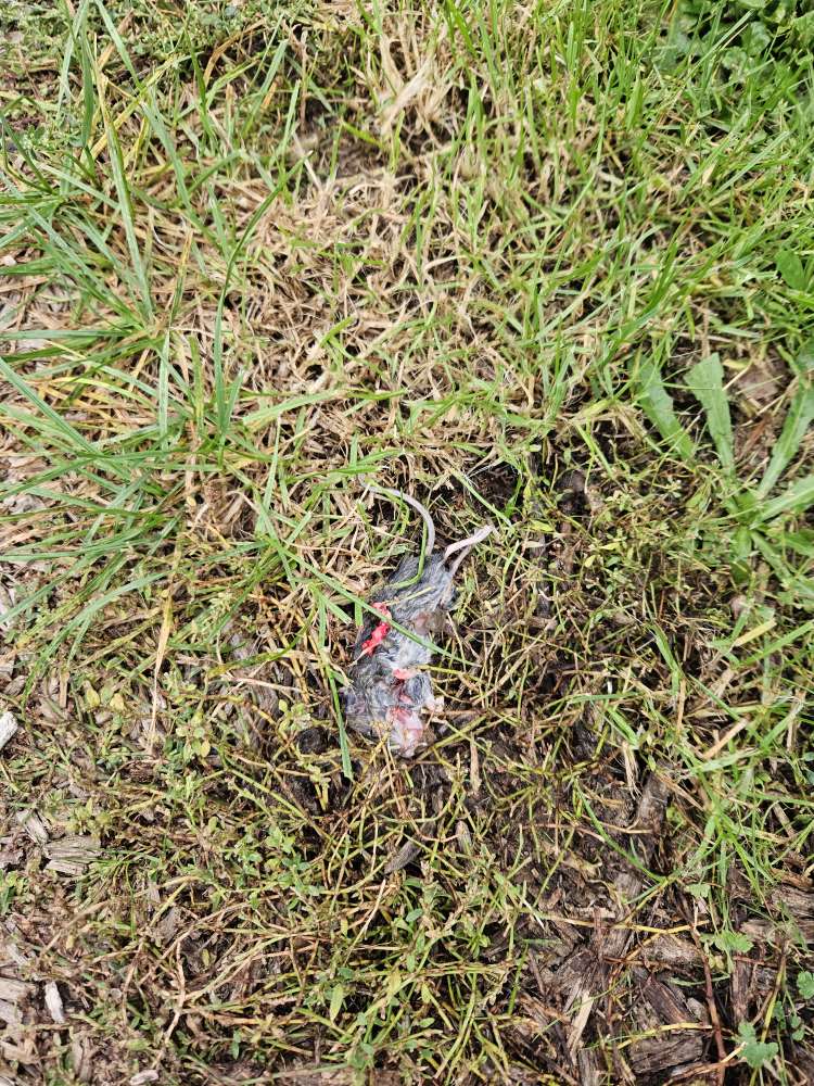 Giftköder-Tote Maus-Profilbild